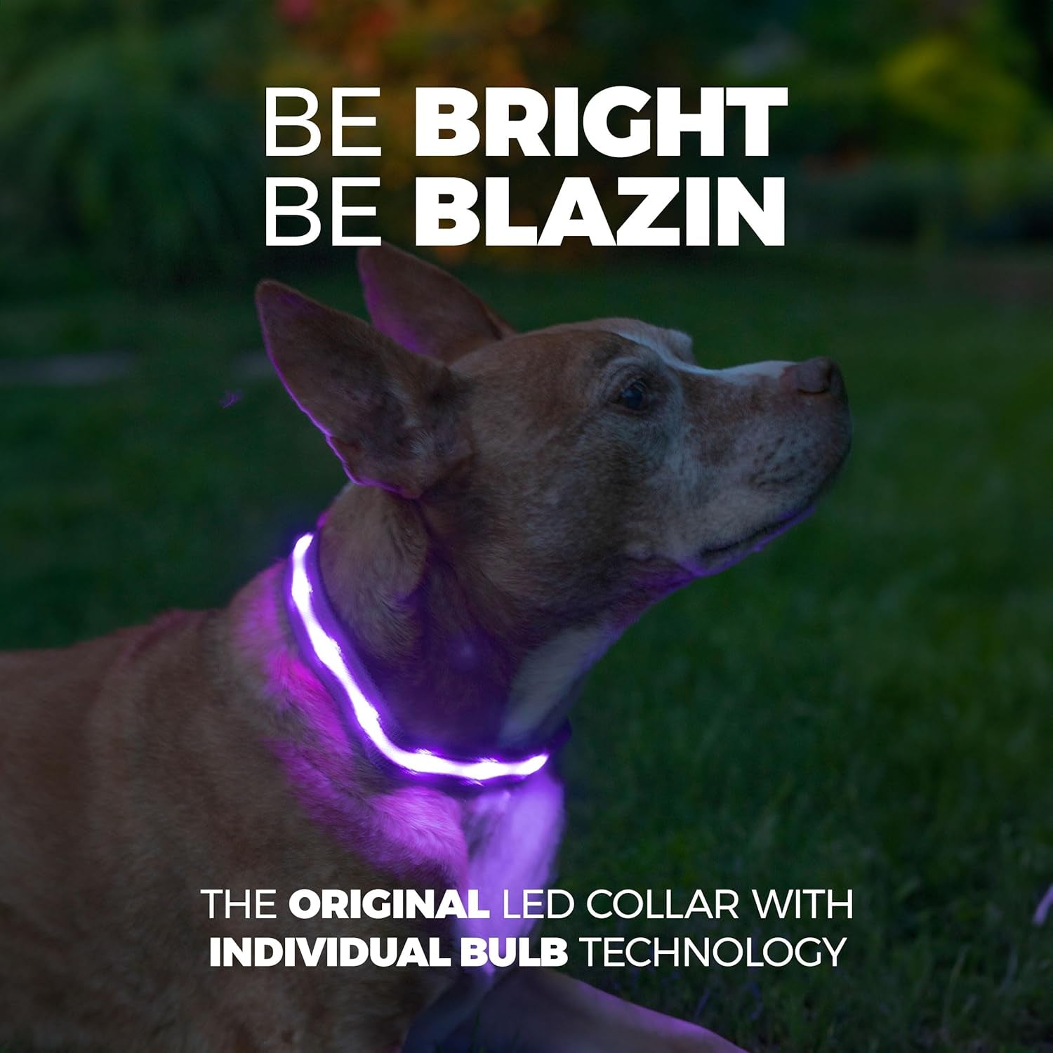 Light up Dog Collar - the Original LED Dog Collar - USB Rechargeable - Waterproof - 1,000 Feet of Visibility - Dog Collar Light for Small, Medium, Large Dogs - USA Brand